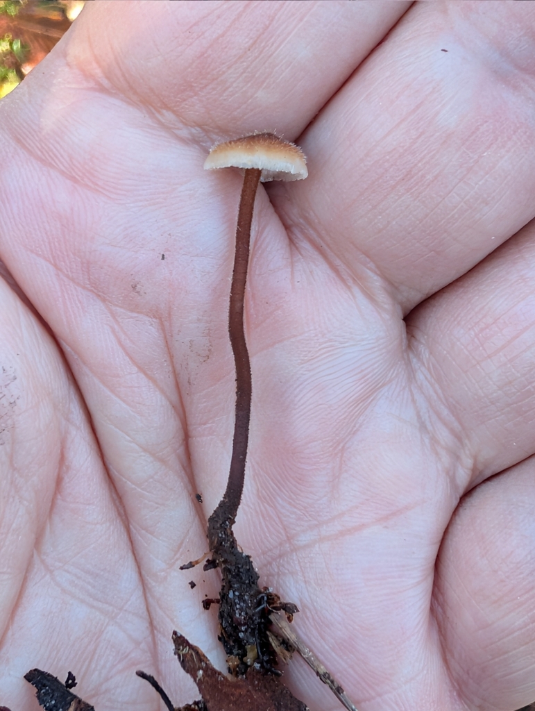 Auriscalpium vulgare · December 2025 · photo: © pilmar (iNaturalist, cc0)