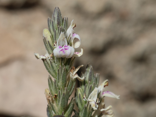 Rostellularia diffusa, 2025-10-31