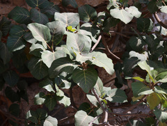 Ficus vasta, photograph (c) Joey Bom, some rights reserved (CC BY)