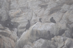 Phalacrocorax neglectus