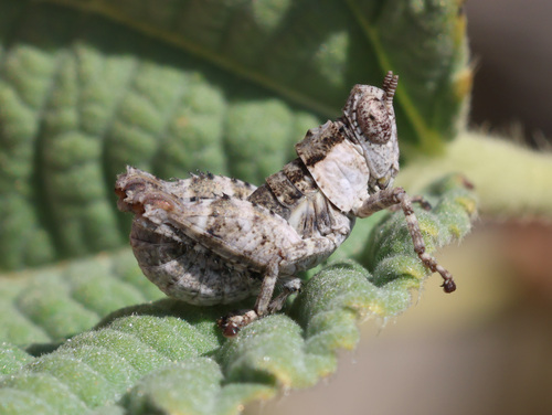 Oncothericles arabicus photographed in Oman