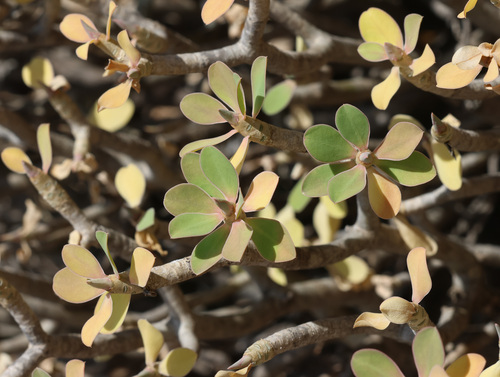 Euphorbia adenensis