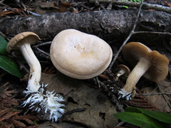 Clitocybe albirhiza