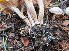 Clitocybe albirhiza