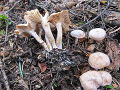 Clitocybe albirhiza