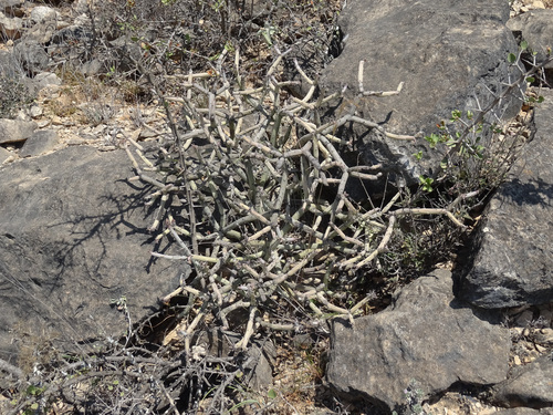 Kleinia odora (Kleinia odora)
