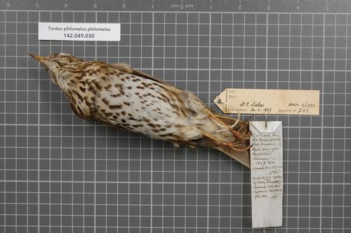 Western European Song Thrush