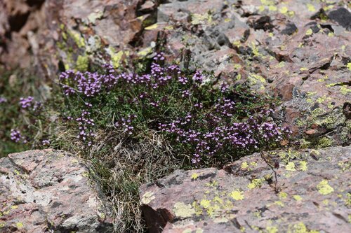 Caraway Thyme (Thymus herba)