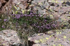 Thymus herba-barona