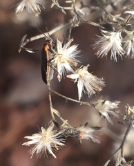 Ochrimnus lineoloides