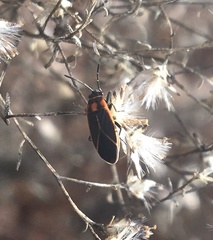 Ochrimnus lineoloides