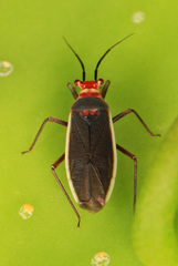 Hesperolabops gelastops