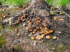 Pholiota highlandensis