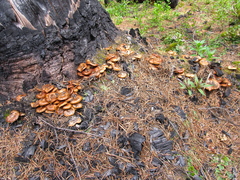 Pholiota highlandensis