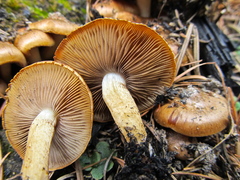 Pholiota highlandensis