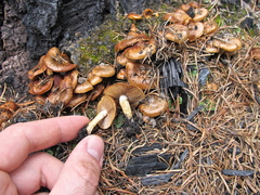 Pholiota highlandensis