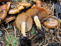 Pholiota highlandensis