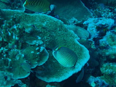 Chaetodon guttatissimus