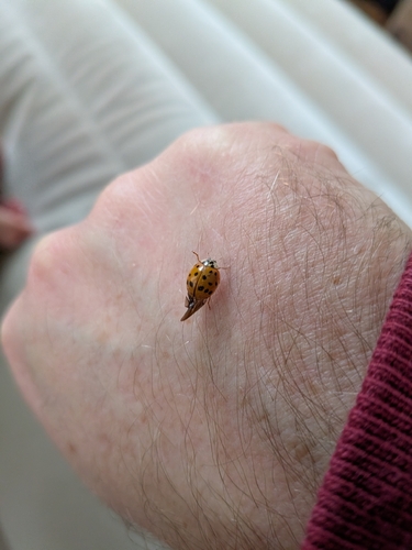 Asian Lady Beetle