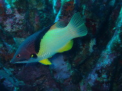 Bodianus mesothorax
