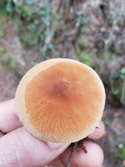 Cystoderma carcharias fallax