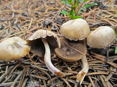 Psathyrella pennata