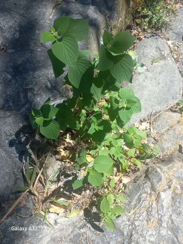 Salvia chicamochae