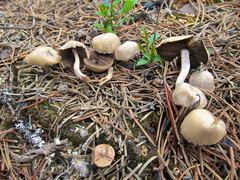 Psathyrella pennata