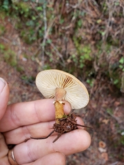 Cystoderma carcharias fallax