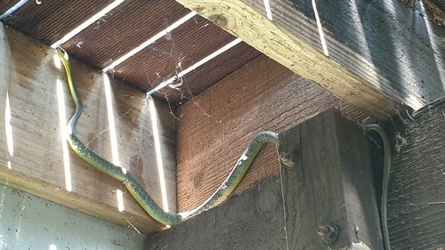 Common Tree Snake sighting