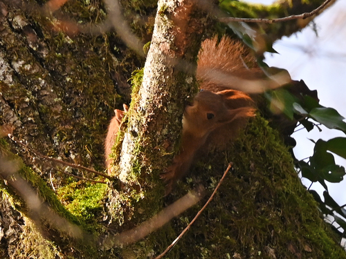 Eurasisches Eichhörnchen