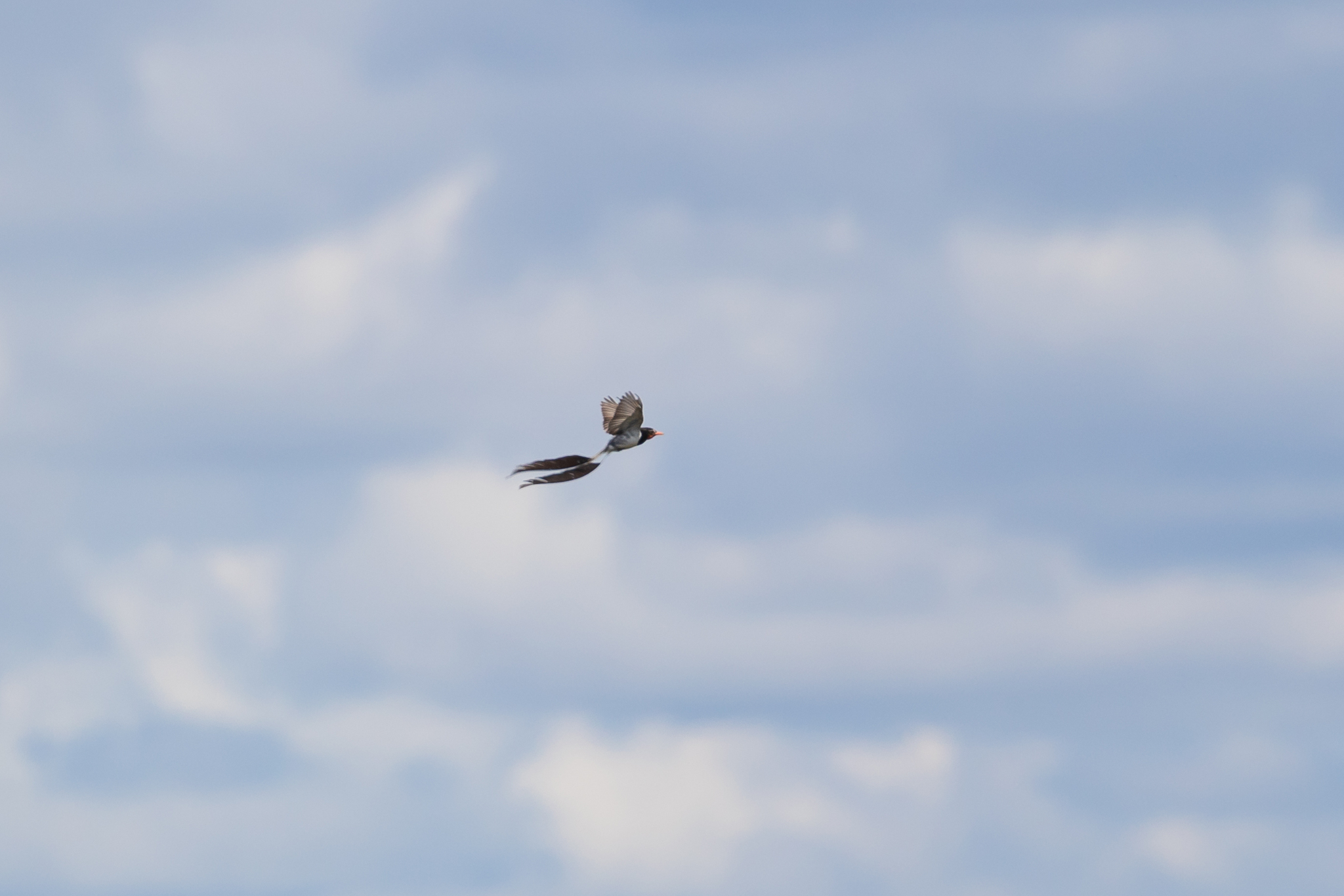 Strange-tailed Tyrant (Alectrurus risora), photo 9