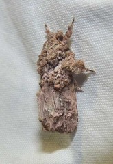 Callopistria guttulalis