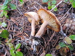 Clitocybe albirhiza