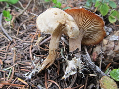 Clitocybe albirhiza