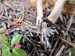 Clitocybe albirhiza