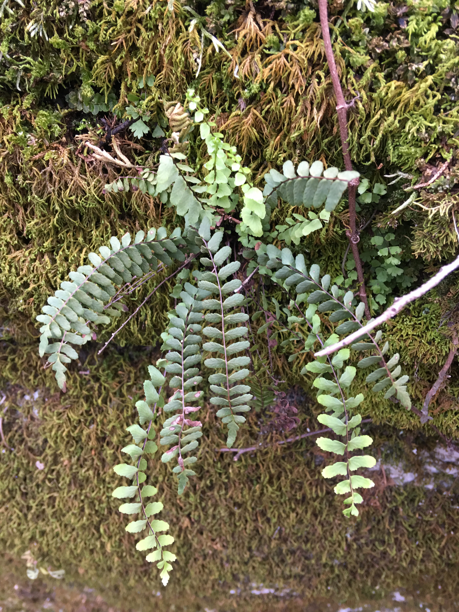 Asplenium resiliens