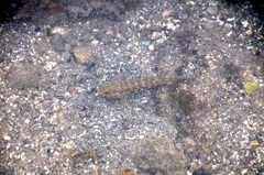 Bathygobius ramosus