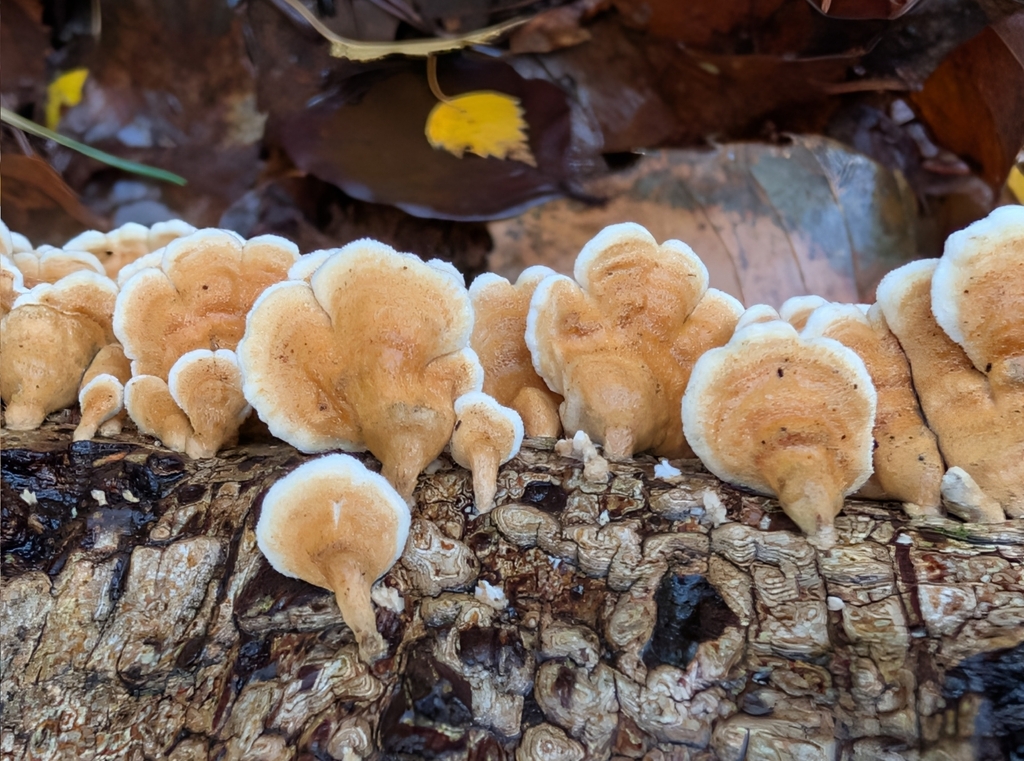 Plicatura crispa · December 2025 · photo: © pilmar (iNaturalist, cc0)