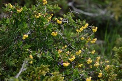 Berberis aetnensis, photograph (c) Flavien Saboureau, some rights reserved (CC BY)