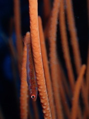 Bryaninops