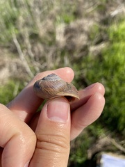 Xerarionta intercisa