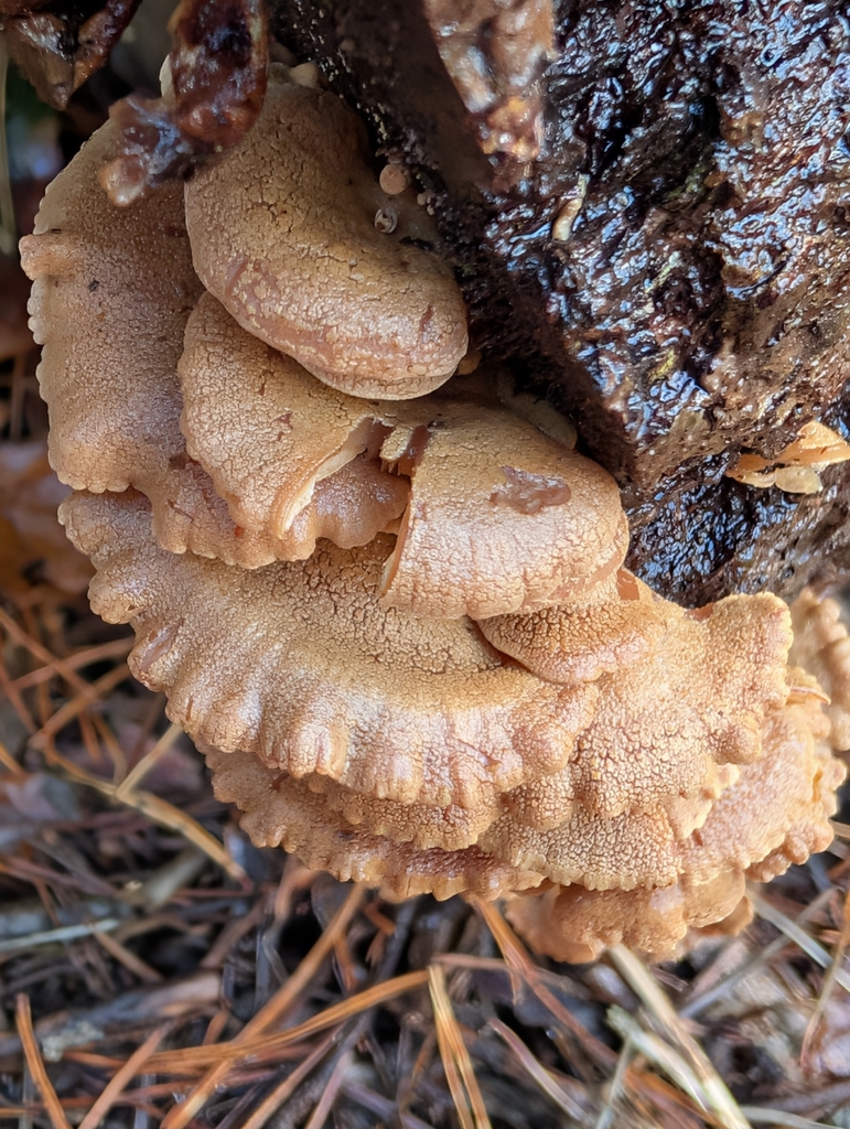 Panellus stipticus · December 2025 · photo: © pilmar (iNaturalist, cc0)