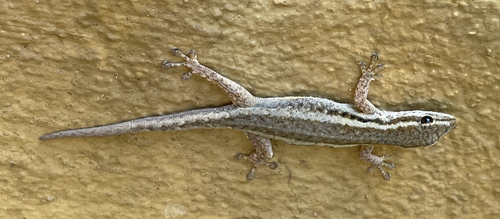 Common Dwarf Gecko