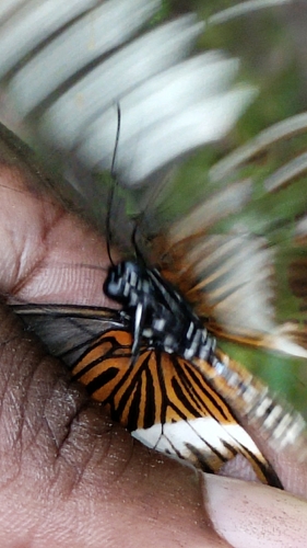 Papilio mechowi
