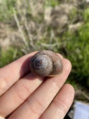 Xerarionta intercisa