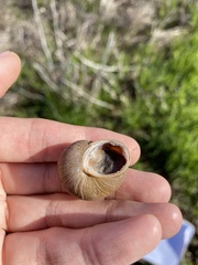 Xerarionta intercisa