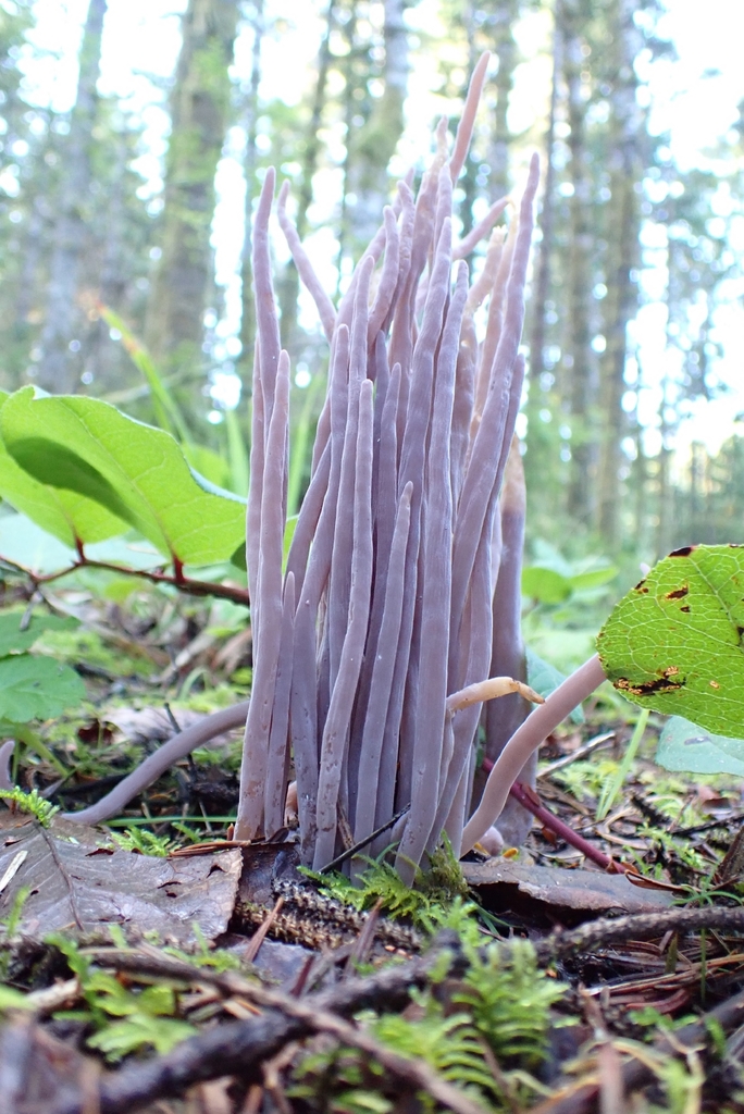 Alloclavaria purpurea · December 2025 · photo: © evn (iNaturalist, cc0)