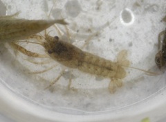 Cambarellus montezumae