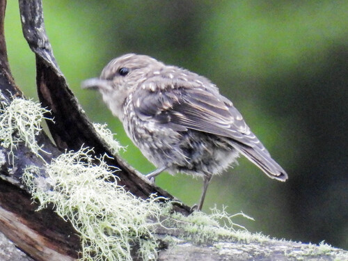 Dusky Robin (Melanodryas vittata), photo 5